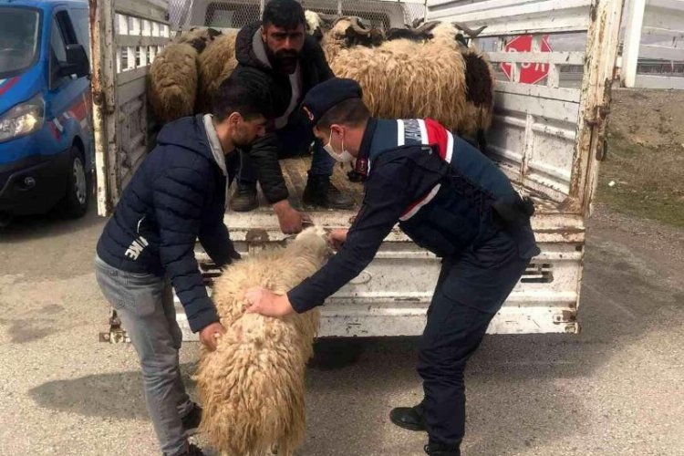 Elazığ’da kayıp hayvanları Jandarma buldu
