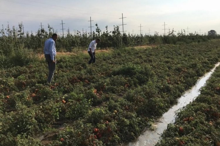 CHP’li Sarıbal sordu: Çiftçinin zararı ne olacak?