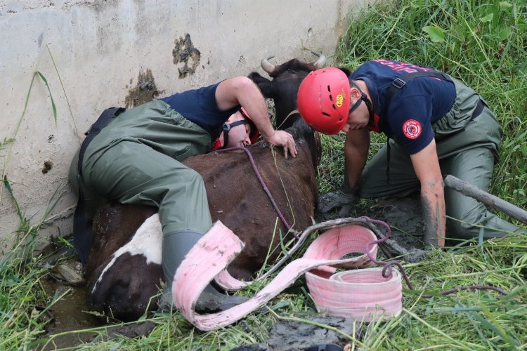 Düzce’de bataklığa saplanan inek kurtarıldı