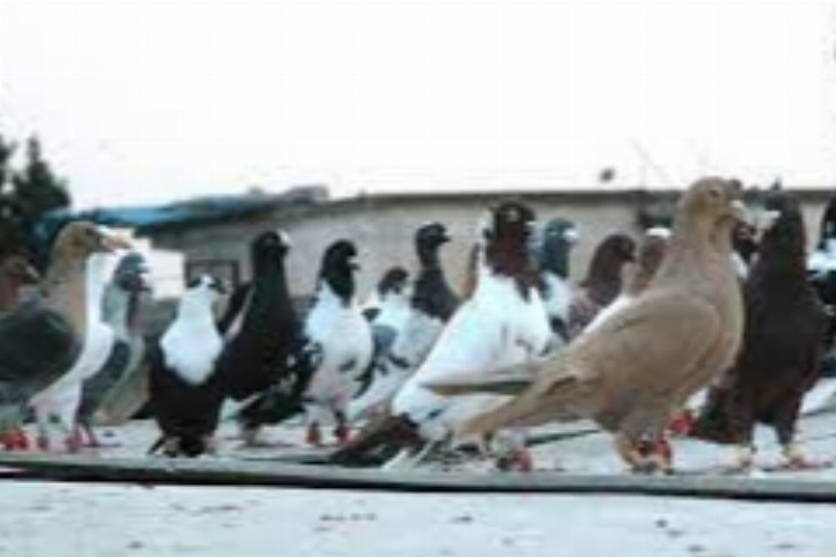 Kilis’te bir kişi güvercinle taklaya geldi!