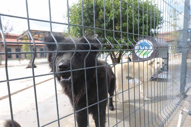 Sakarya’da can dostlara özel bakım merkezi
