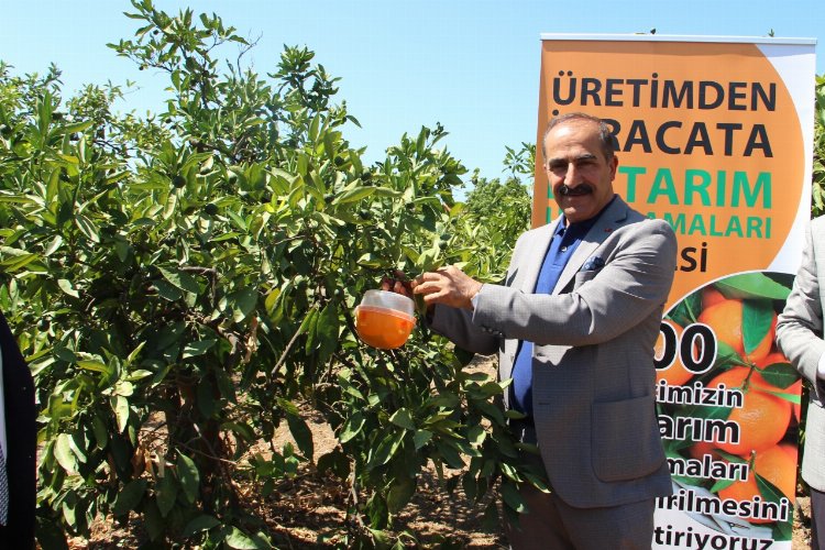 Gümüldür mandalinasına ‘tuzak’lı koruma