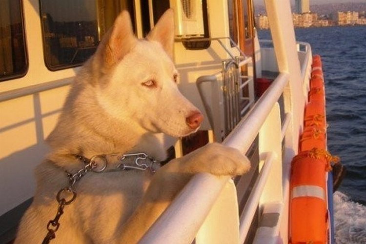 İstanbul’da evcil dostunla seyahat edebilme şartları güncellendi