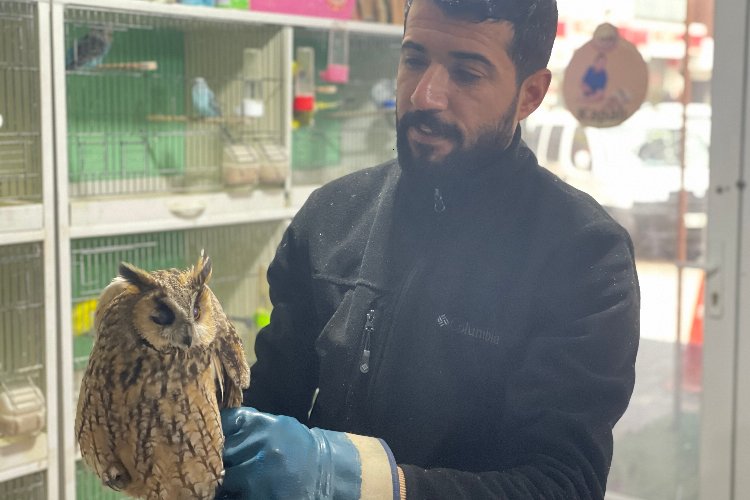 Adıyaman’da soğuktan yorgun düşen baykuş ‘Milli’ korumada