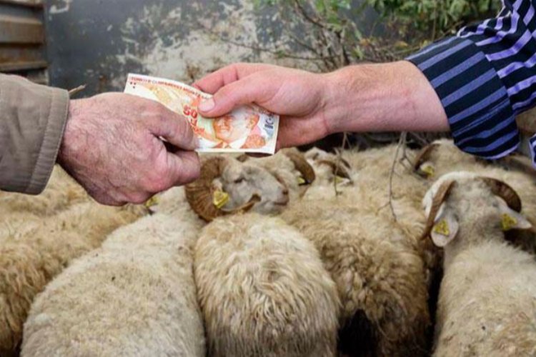 Alım gücü kurbanlık satışları etkiliyor… TZOB ‘en az yüzde 25 azalma’ tahmininde bulundu