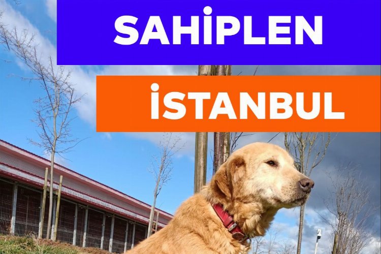 Hayvanseverler 3 Nisan’da Tepeören’de