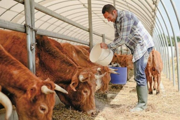 Bursa’da hayvancılık ne durumda? Ot yoksa ucuz et yok