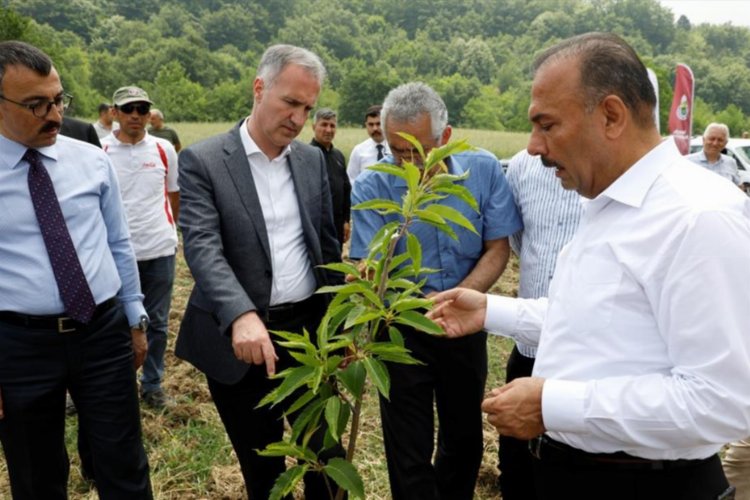 Bursa’da kestane İnegöl’de hayat bulacak