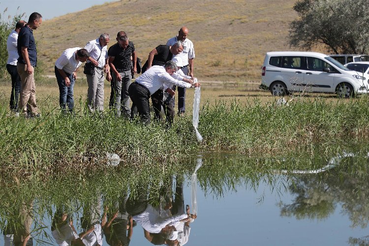 Kütahya Yedigöller’e 150 bin adet balık bırakıldı