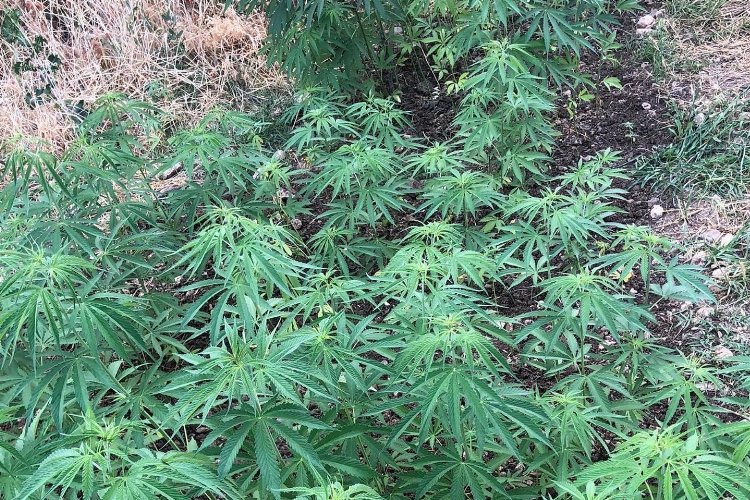 Adıyaman Kahta’da kenevir operasyonu