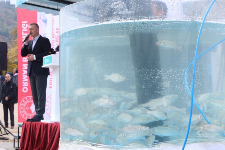 İzmit Körfezi’ne 6 bin balık salındı
