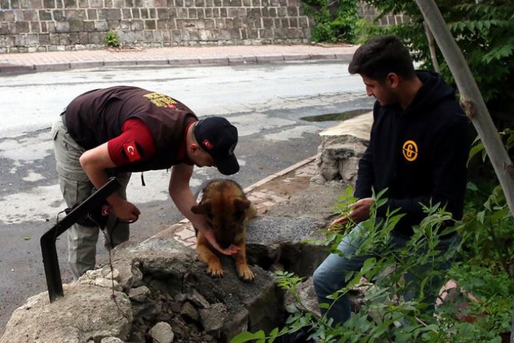 Kayseri’nin ‘Reks’i iz peşinde