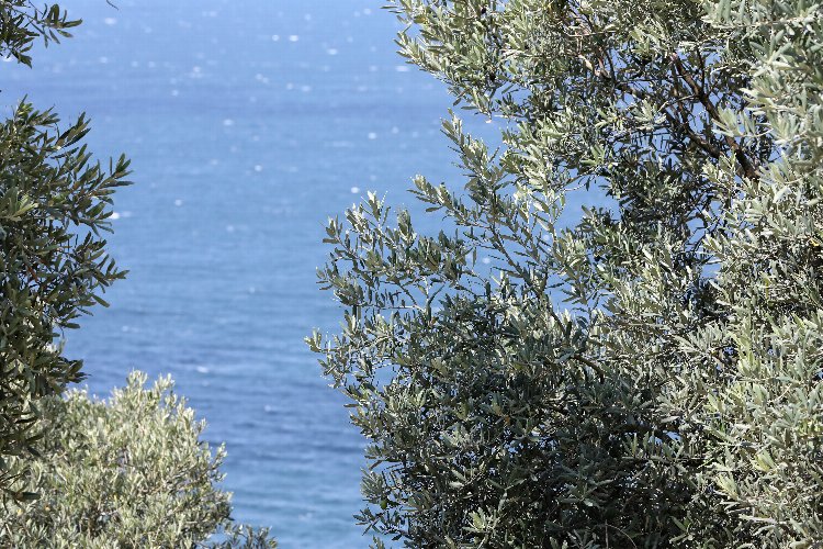 Mudanya Tirilye Zeytini’nin geleneksel yetiştiriciliği UNESCO’ya aday