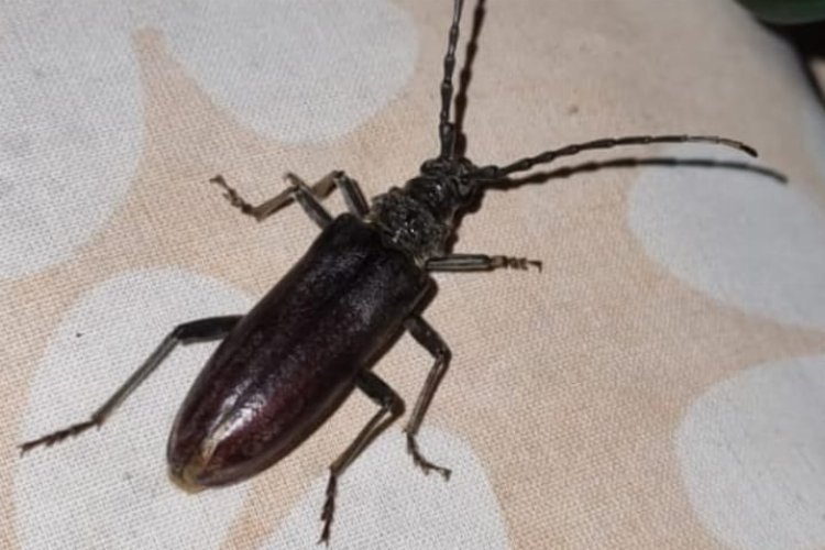 Ağaçların korkulu rüyası ‘Teke Böceği’ Bilecik’te görüldü