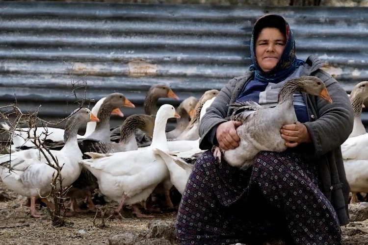 Mersin’in kazları tüketicilerle buluşacak