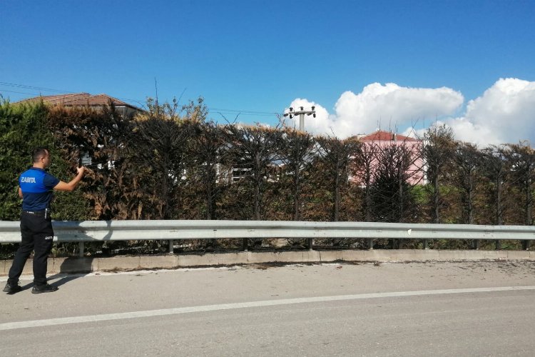 Düzce’de Kervan Kavşağı’nda ağaçları yaktılar