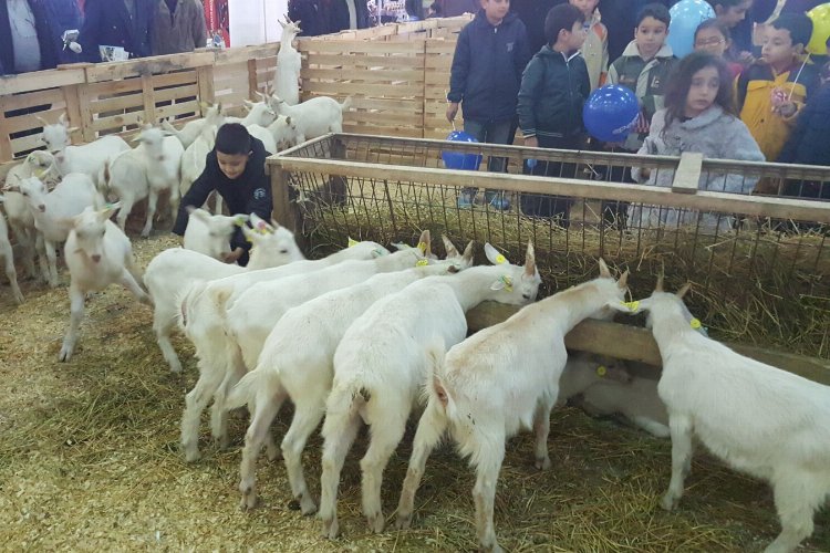Hayvancılık sektörü Mustafakemalpaşa’da buluşacak