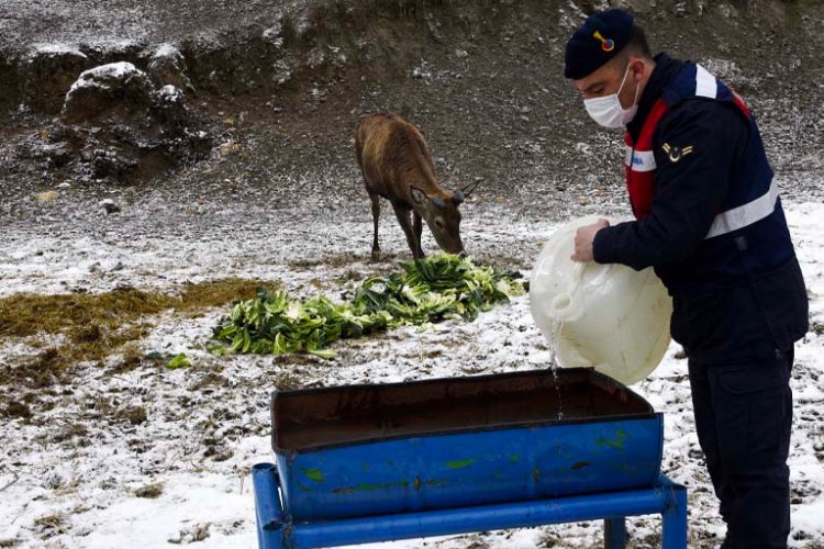 Kastamonu’da kızıl geyiklere Jandarma şefkati
