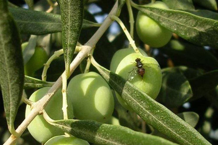 Bursa’nın iki ilçesinde daha zeytin sineği ile mücadele başladı