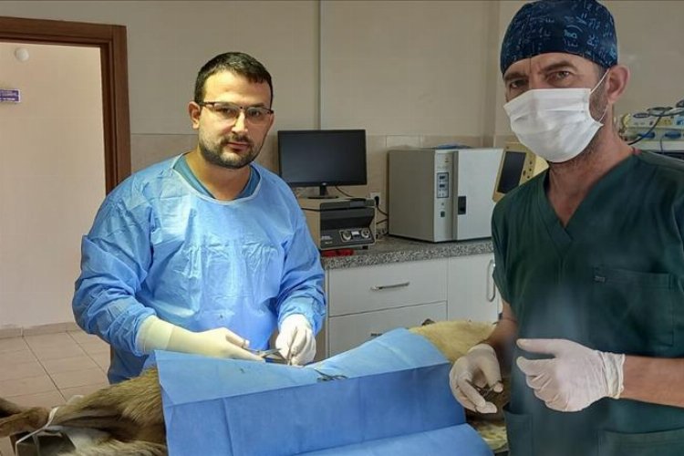 Bursa İnegöl’de veteriner hekimlerle iş birliği