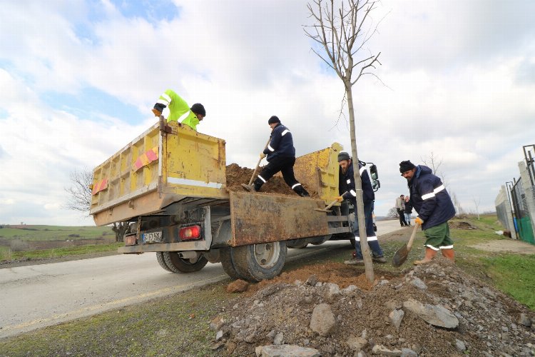 Kocaeli İhsaniye – Yalakdere arasında ağaçlandırma devam ediyor