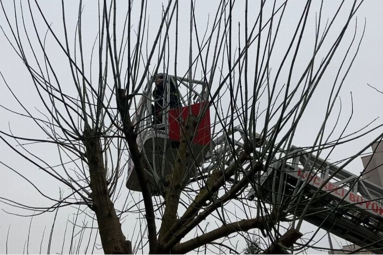 Kocaeli’nde ağaçta mahsur kalan kediyi itfaiye kurtardı