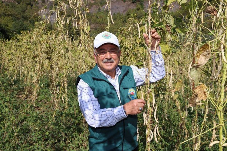 Ordu’da fasulye hasadı başladı