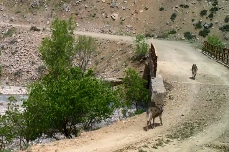 Bingöl’de yaban hayvanları fotokapanlara yansıdı