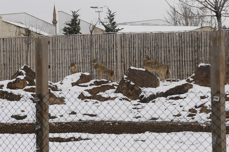 Kayseri Büyükşehir’in Hayvanat Bahçesi sakinleri karın keyfini çıkarıyor