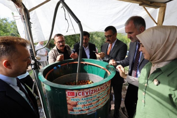 Bursa İnegöl’de ceviz hasadı başladı