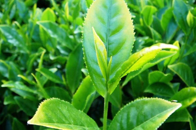 Rize’de ‘Yaş Çay Destekleme’ prim ödemelerine sınırlama