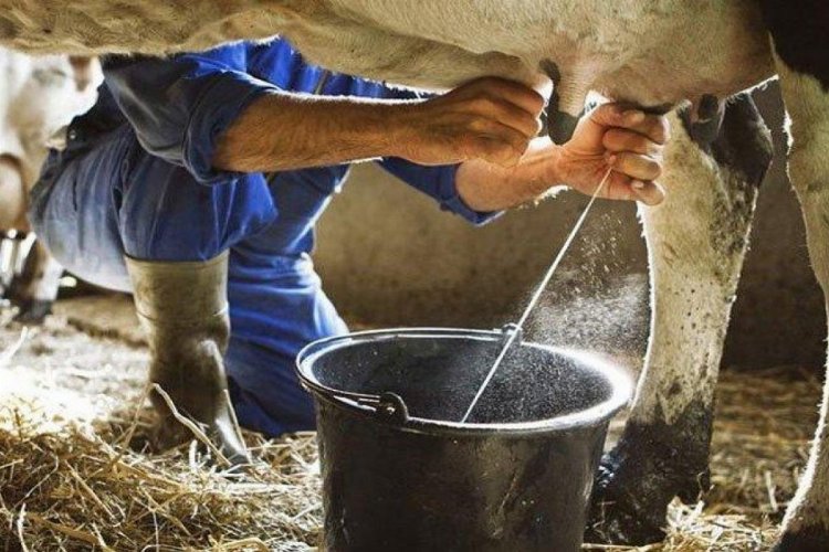 Ticari işletmeler Ağustos’ta 800 bin tona yakın inek sütü topladı