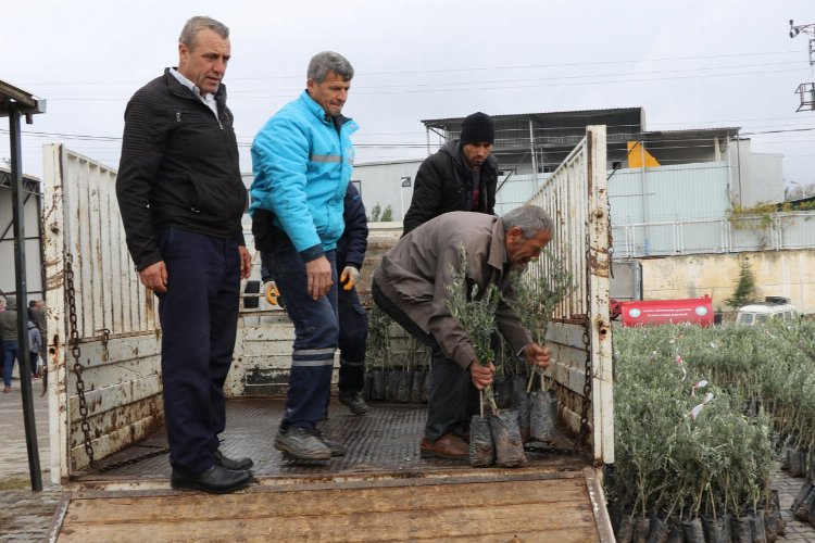 Manisa Gördes’te üreticilere 14 bin 100 zeytin fidanı