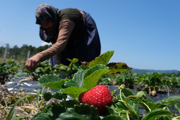 Sakarya’da çilek üretimi 3 katına çıktı