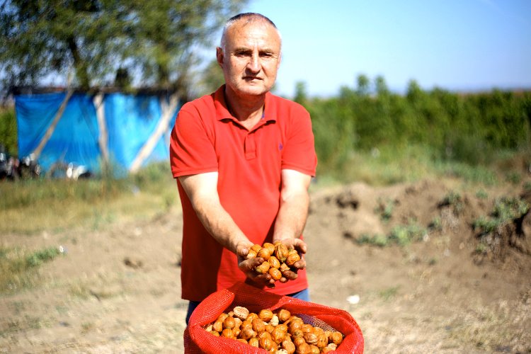 Bursa Yenişehir’de ceviz yetiştiricilerinde buruk sevinç