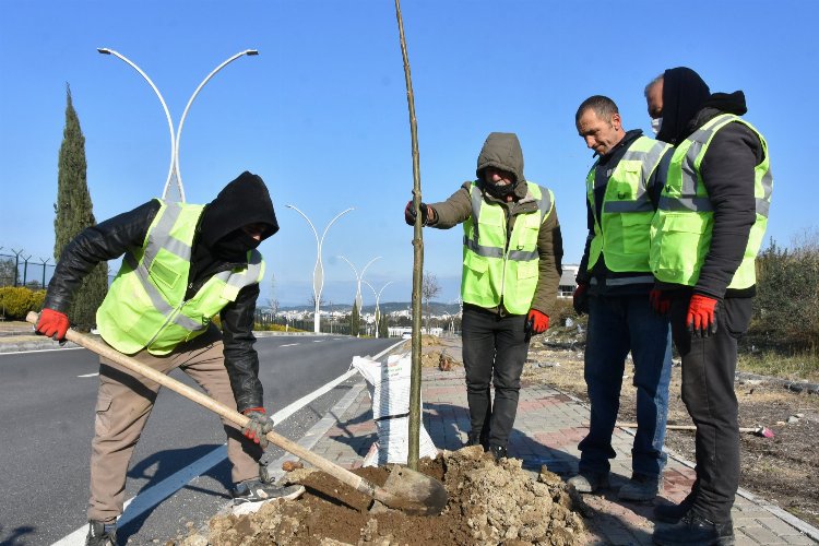 İzmir Aliağa’da pavlonya ağaçları süsleyecek