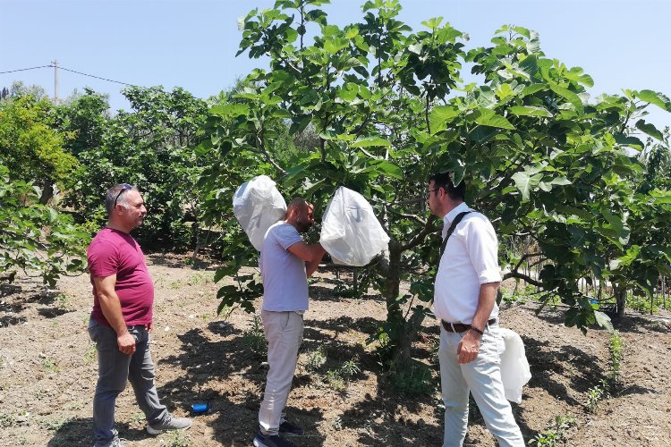 Bursa Mudanya’da incir sahalarında dal izolasyonu yapıldı