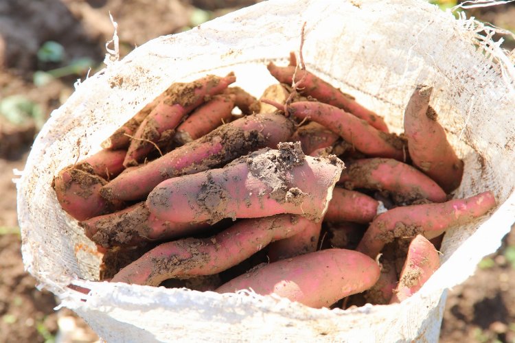 Hatay’dan tarımsal kalkınmaya ‘tatlı patates’ desteği