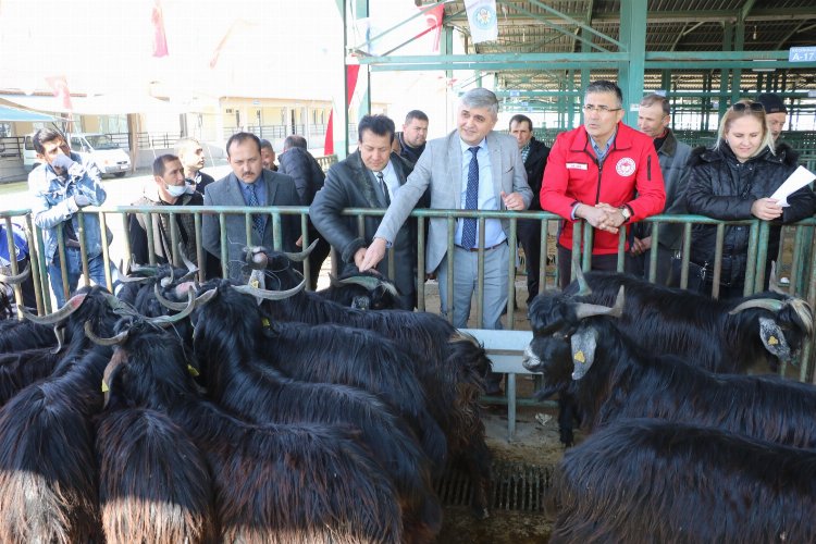 Manisa’da üreticilerin sürü kalitesi artacak