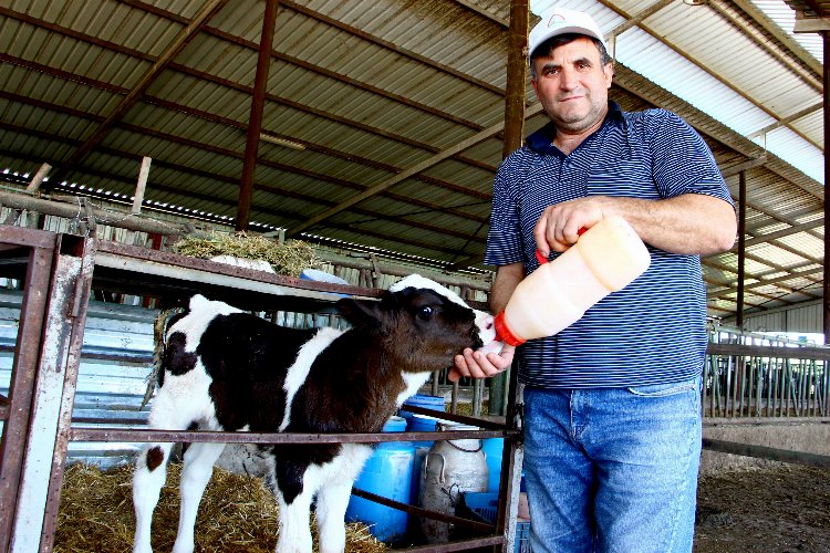 Bursa Yenişehir’de buzağı desteklemeleri hesaplara yattı