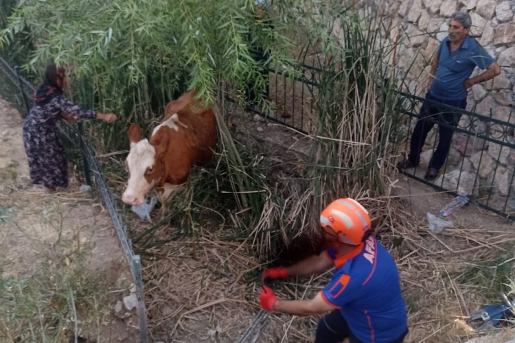 Adıyaman’da AFAD ekipleri ineği dereden kurtardı!