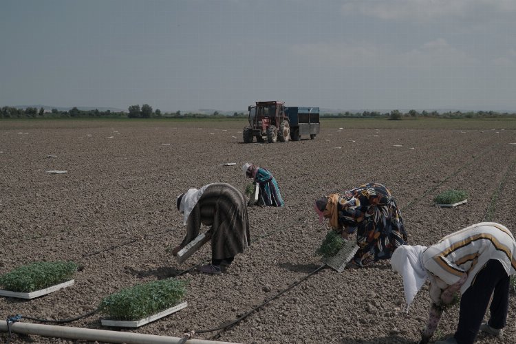 Bursa Mustafakemalpaşa’da salçalık domatesler ekildi